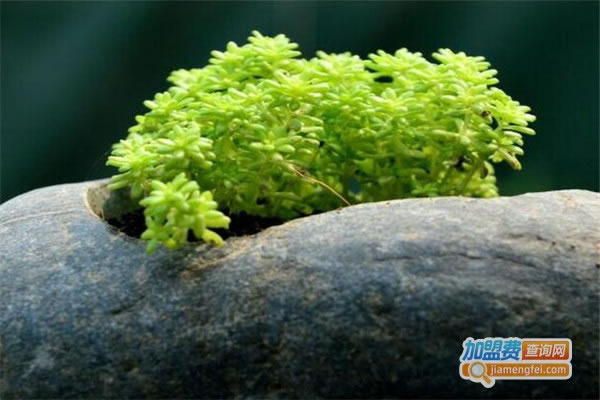 《百奇黄金草加盟费》