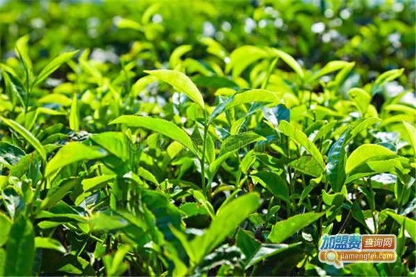 《班章茶叶加盟费》