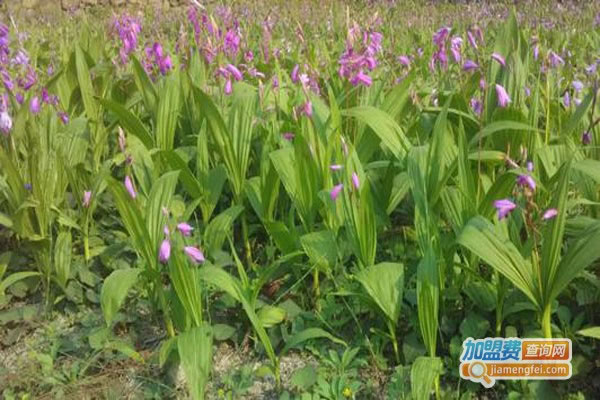 《枫斗白芨种植加盟费》