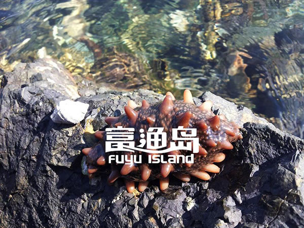 浺˷ѡ