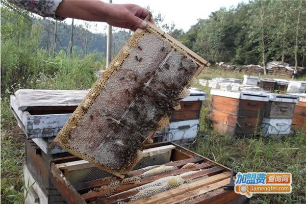 《花间蜜语蜂蜜加盟费》