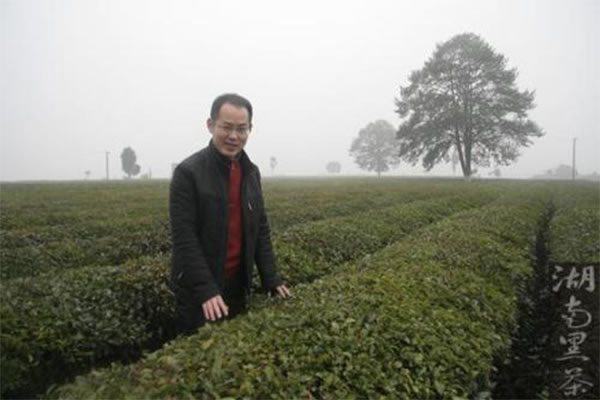 《金井茶业加盟费》