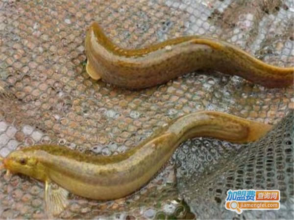 《久久泥鳅王加盟费》