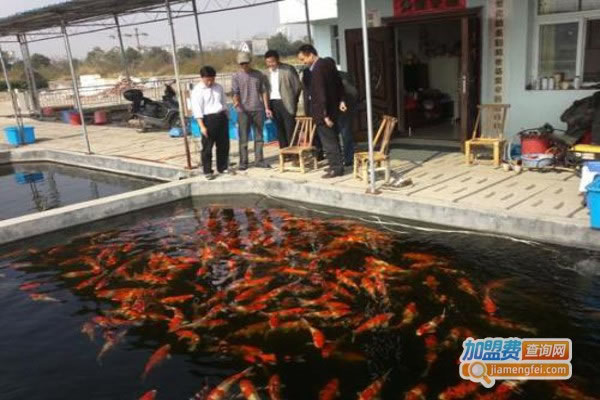《锦鲤养殖加盟费》