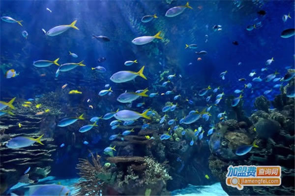 《快鱼水族加盟费》