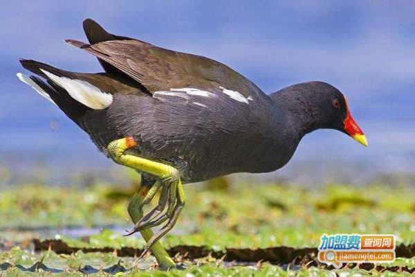 ͷѼֳ˷ѡ