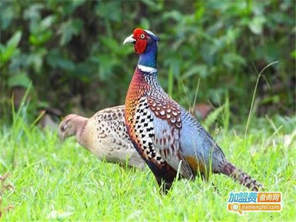 《七彩山鸡养殖加盟费》