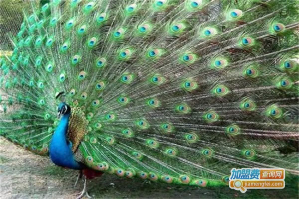 ũҵȸֳ˷ѡ