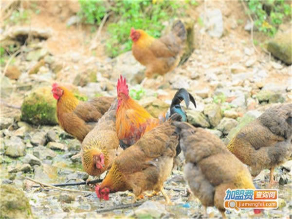 ɳ뼦ֳ˷ѡ