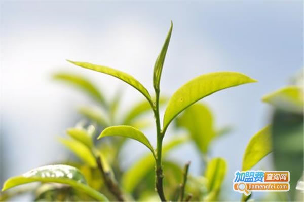 《神农茶叶加盟费》