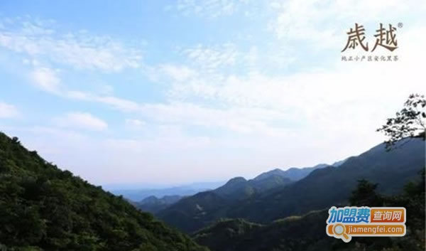 《岁越黑茶加盟费》