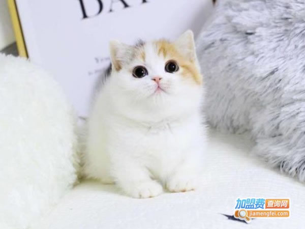 СȤݼ˷ѡ