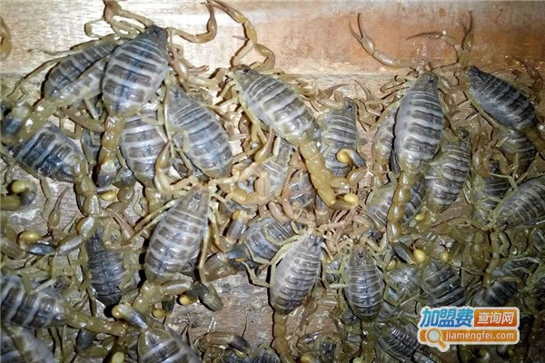 《蝎王9号养殖加盟费》