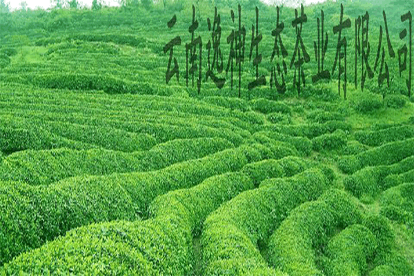 《逸神生态茶业加盟费》